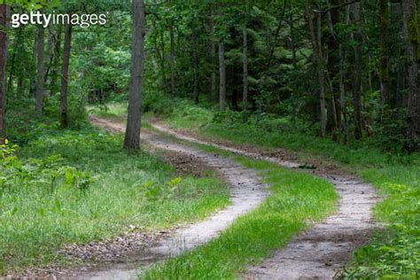 Dirt Road Leading Through The Forest Coniferous Forest In Central