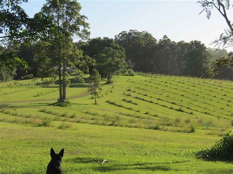 Kooinda Farm Hipcamp In Eungai Creek New South Wales