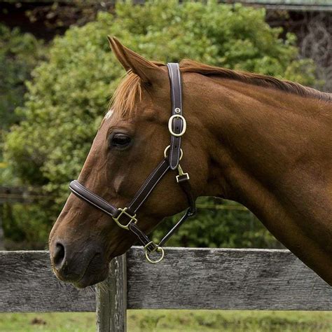 halters equine outfitters llc