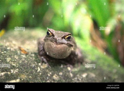 Malaysian Horned Frog Also Known As The Long Nosed Horned Frog Or