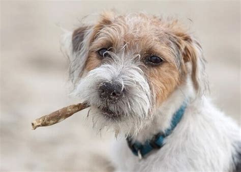 How To Groom A Rough Coat Jack Russell Terrier 2023 Tips From The