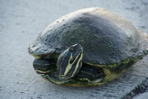 peninsula cooter care guide  turtles