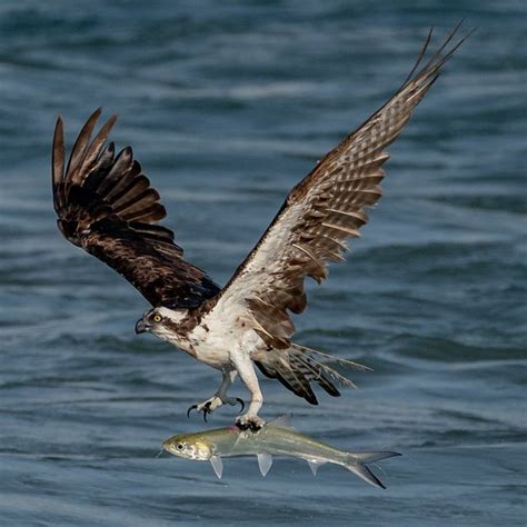 Mark Smith Photography Marktakesphoto On X Bald Eagle Osprey