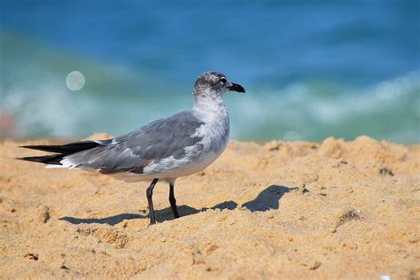 Kostenlose Foto Meer Vogel Seevogel Tierwelt M We Schnabel