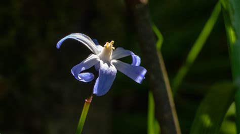 Grote Sneeuwroem Scilla Forbesii Siebe Postma Flickr