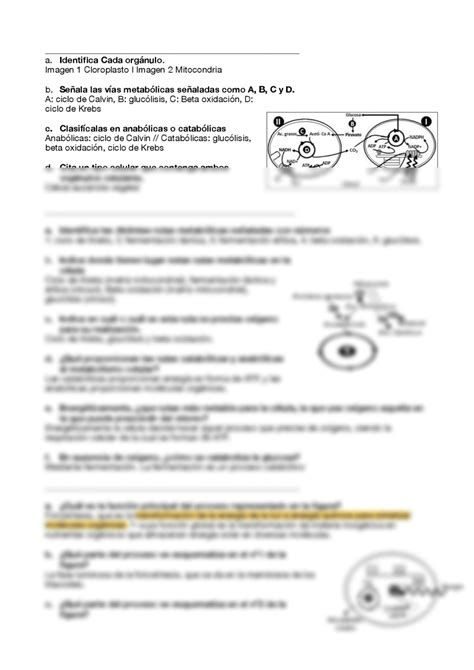 Solution Metabolismo Preguntas Tipo Pau Y Ebau Apuntes De Biolog A