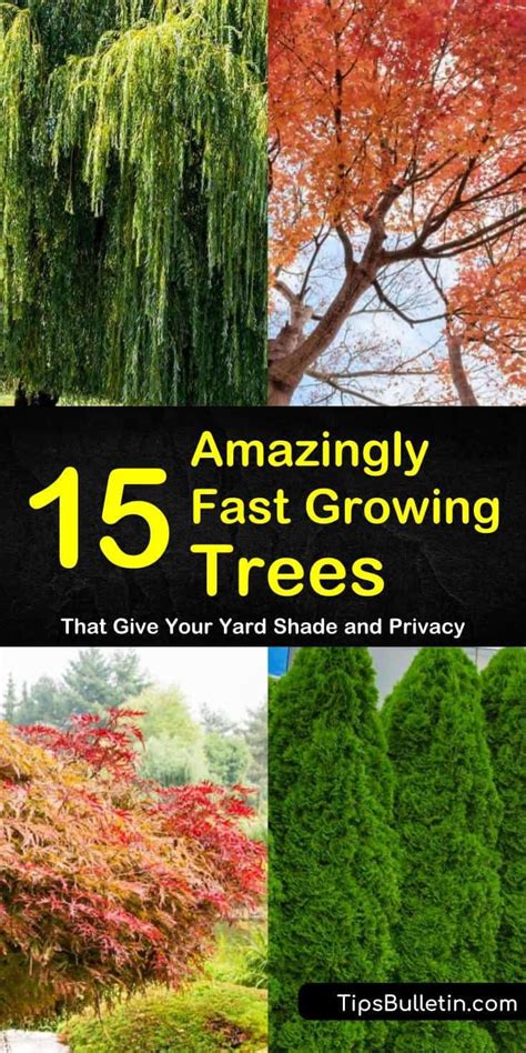 15 Amazingly Fast Growing Trees That Give Your Yard Shade And Privacy Fast Growing Shade Trees