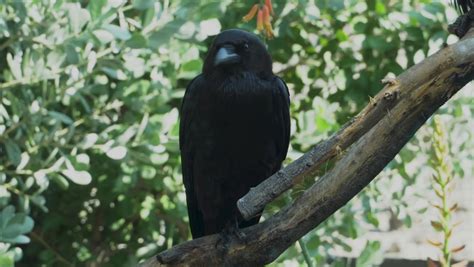 Fan Tailed Raven Stock Video Footage 4k And Hd Video Clips Shutterstock