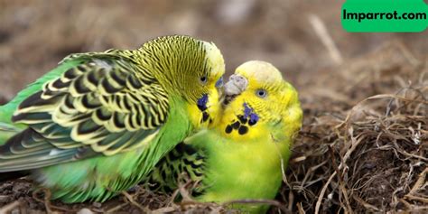 Do Budgies Need To Be In Pairs Expert Opinion Imparrot