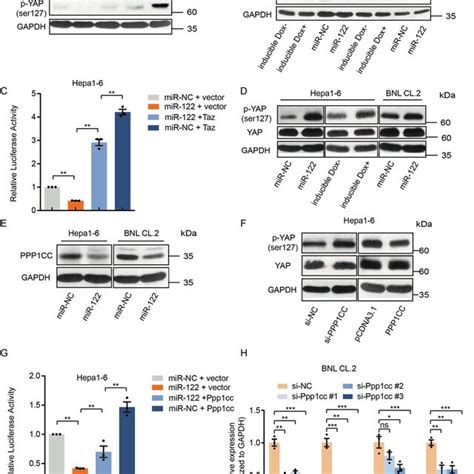 Mir 122 Can Directly Target Taz And Promotes Phosphorylation Of Yap By