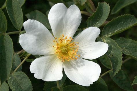 Rosa dumetorum 'Laxa' - Rosenschule Ruf