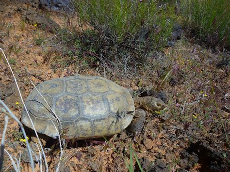 Desert Tortoise Project Noah