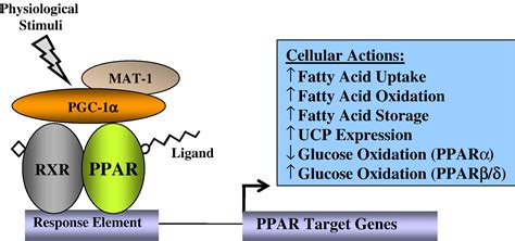 The Ppar Trio Regulators Of Myocardial Energy Metabolism In Health And