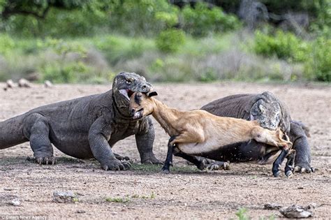 Pair Of Komodo Dragons Catch And Kill An Unsuspecting Goat In Indonesia