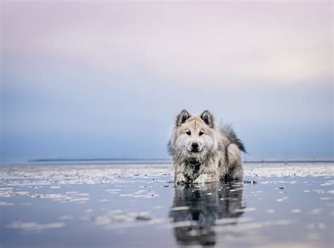 Eurasier Hd Wallpapers