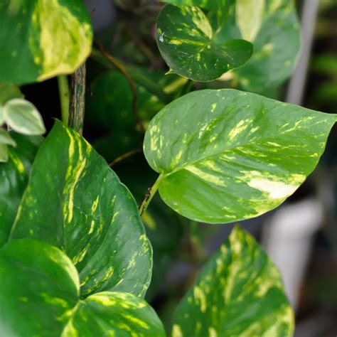 pothos variegated devils ivy mm garden express