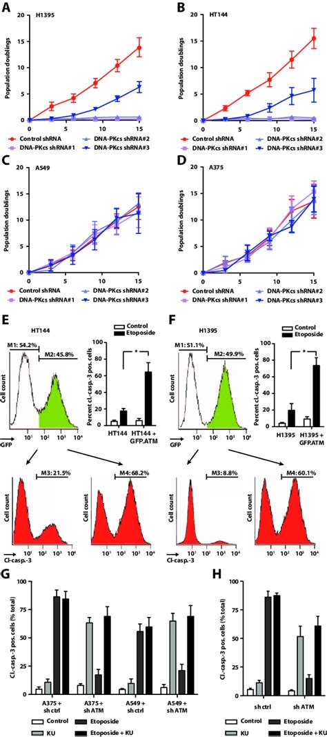 Genetic Validation Of The Synthetic Lethal Interaction Between Atm And