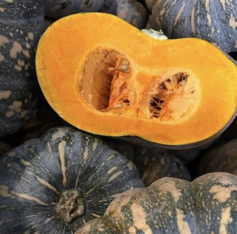 Pumpkin Jap Kent Seed Buy Pumpkin Seeds Online