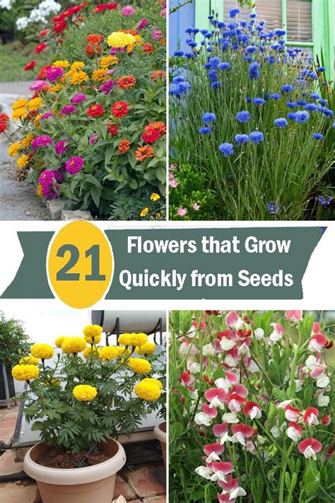 21 Flowers That Grow Quickly From Seeds Fast Growing Flowers Backyard Flowers Garden Seeds