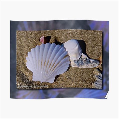 Galeriebord Micro Tale White Scallop Shell By Tasmanianartist