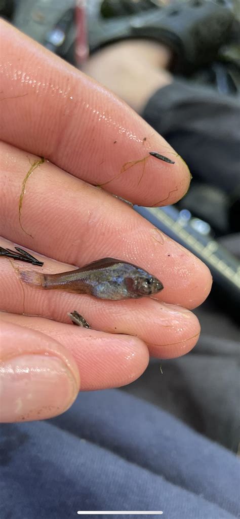Baby Pirate Perch Rmicrofishing