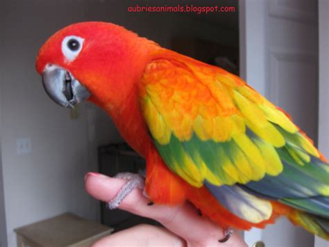 Gallery For > Sun Conure Wings