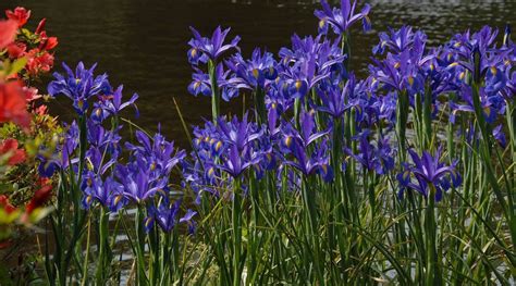 How To Store Iris Bulbs Storables