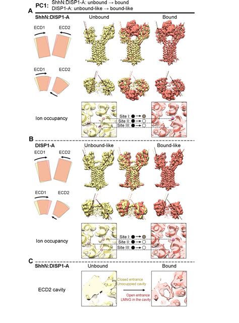 Conformational Dynamics Link Intramembrane Na Site Occupancy To