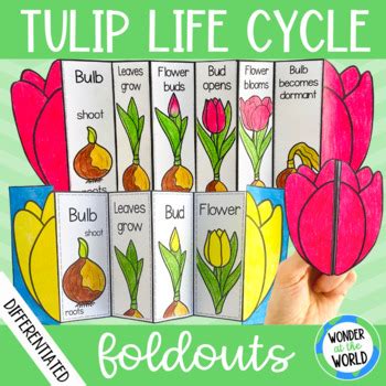 Tulip Life Cycle