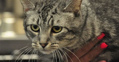 Cats At The Culpeper County Animal Shelter