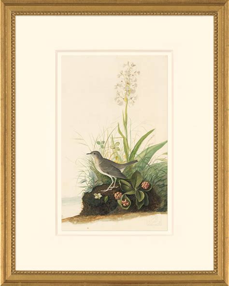 Audubon S Watercolors Octavo Pl 164 Veery Audubon S Watercolors