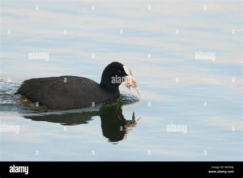 Coot Fulica Atra With Nesting Material Hi Res Stock Photography And