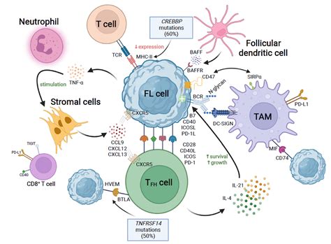 Molecular Pathogenesis Of Follicular Lymphoma From Genetics To