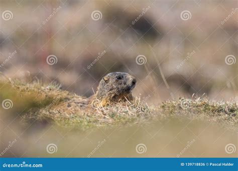 Monax Del Marmota De La Marmota De Groundhog Que Oculta En El Prado