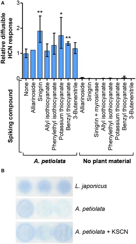 Frontiers Diversified Glucosinolate Metabolism Biosynthesis Of