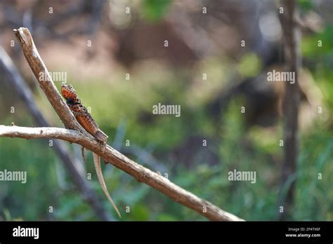 Female Galápagos Lava Lizard Microlophus Albemarlensis Also The