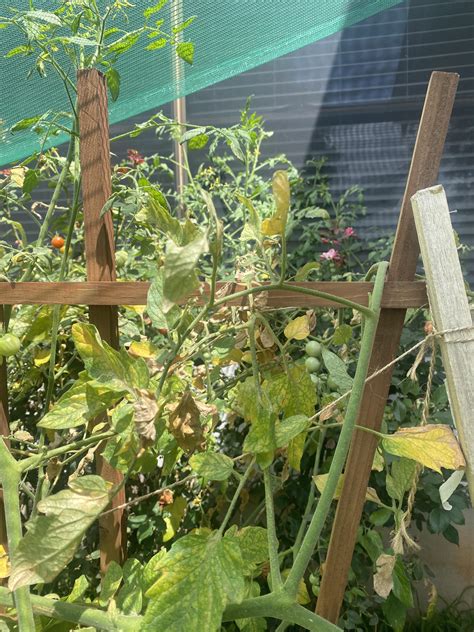 Yellowing tomato plant : r/plantclinic