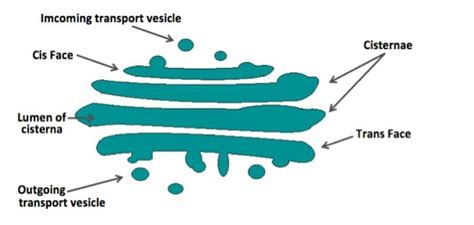 Labelled Diagram Of Golgi Apparatus