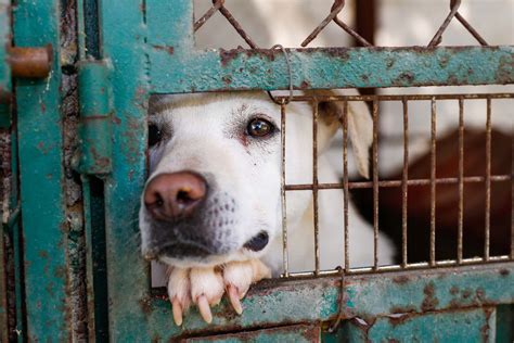 Woman Explains Why Animal Shelters Tagged As Kill Shelters Deserve