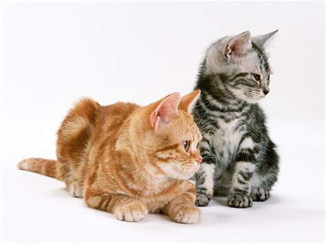 Wallpaper Couple Nose Kittens Whiskers Tenderness Kitten