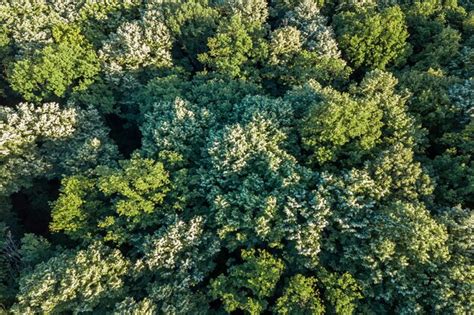 Premium Photo | Aerial top view forest, Forest view from above.