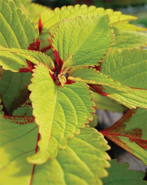 Pineapple Coleus Solenostemon Scutellarioides Proven Winners