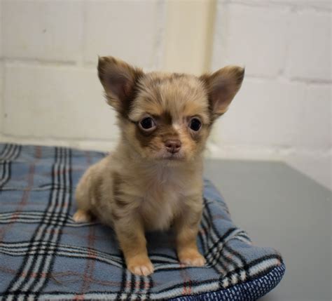 Chihuahua Éleveur de chiens Houssin Kuurne Chiots à vendre plus de