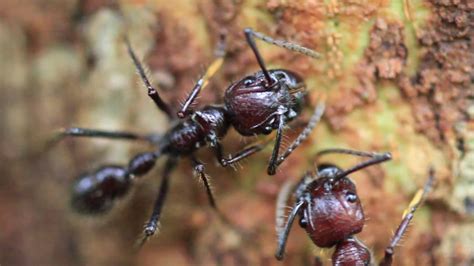 Hormigas Venenosas Tipos Características Alimentación Reproducción Y Curiosidades