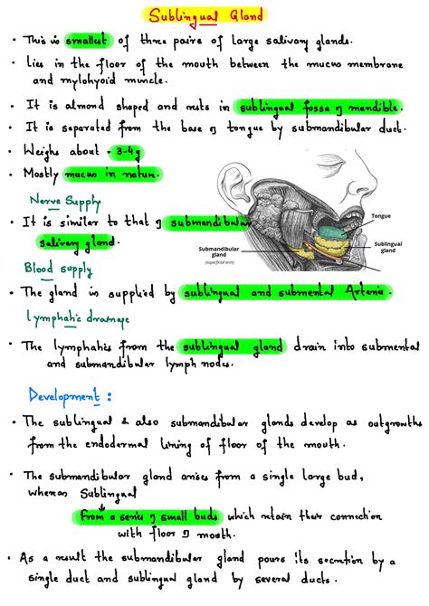 SOLUTION: Sublingual gland anatomy - Studypool