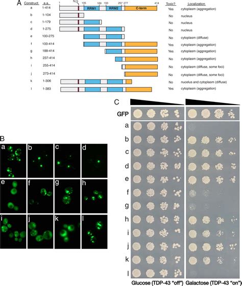 A Yeast Tdp Proteinopathy Model Exploring The Molecular