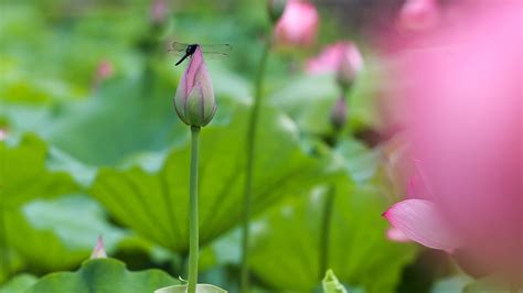 Lotus Flowers Bloom In Sw China S Guizhou Cgtn