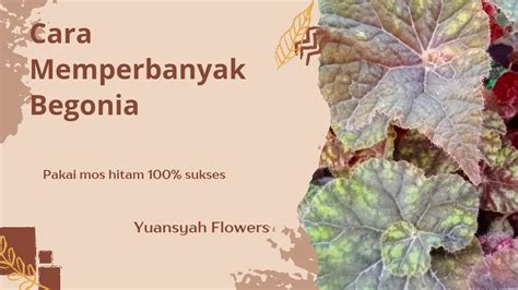 Cara Memperbanyak Begonia Keong Marmadu Menggunakan Most Hitam Youtube