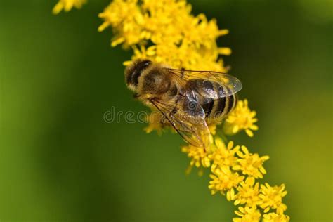 Abelhas Voando E Coletando Poeira Fina De Flor Foto De Stock Imagem