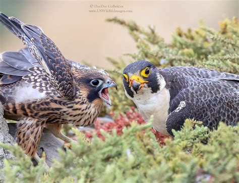 Juvenile Peregrine Falcon This Juvenile Peregrine Falcon L Flickr